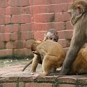 India & Nepal 2011 - 0411